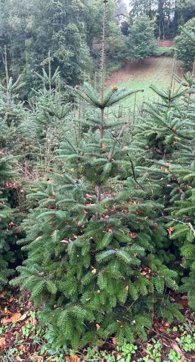 Nordmann 150/200 cm